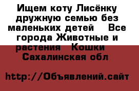 Ищем коту Лисёнку дружную семью без маленьких детей  - Все города Животные и растения » Кошки   . Сахалинская обл.